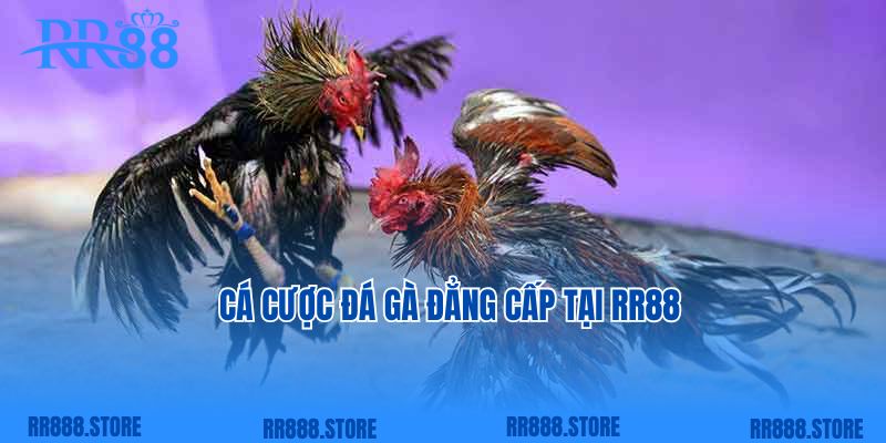 Cá cược đá gà đẳng cấp tại RR88