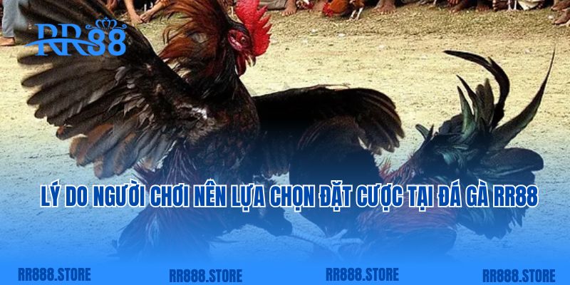 Lý do người chơi nên lựa chọn đặt cược tại đá gà RR88