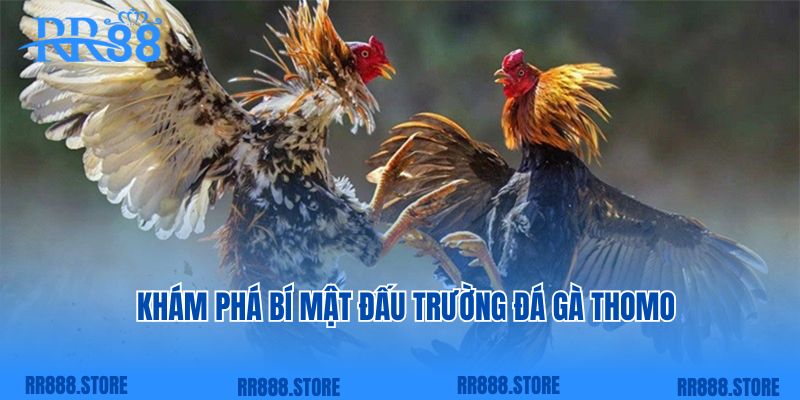 Khám phá bí mật đấu trường đá gà Thomo