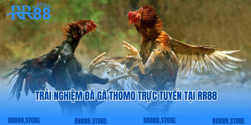 Trải nghiệm đá gà Thomo trực tuyến tại RR88 